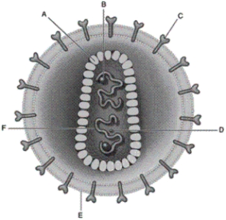 Use the list of terms to identify each labelled part of the illustration of the human immunodeficiency virus (HIV). -reverse transcriptase