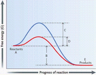 <strong> Which letter on the graph indicates the activation energy when no enzyme is present?</strong> A)A B)B C)C D)D