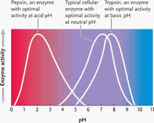 <strong> Refer to the graph. Which phrase best describes what it represents?</strong> A)enzyme activity as a function of pH in a fairly neutral environment B)enzyme activity as a function of pH in a strongly acidic environment C)enzyme activity as a function of temperature D)enzyme activity as a function of pH in a strongly basic environment