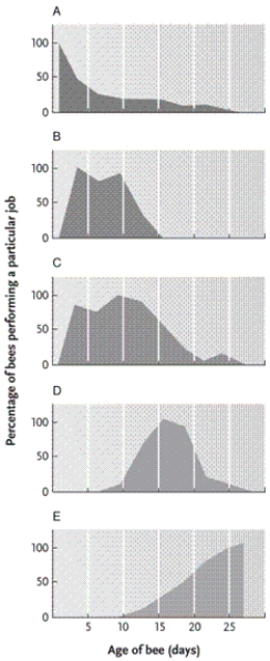 <strong> In the figure, which graph represents the age span of worker bees primarily occupied by foraging?</strong> A)graph B B)graph C C)graph D D)graph E