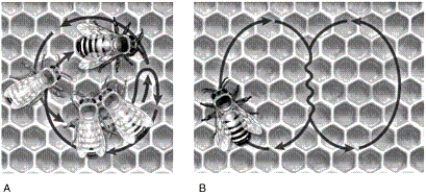 <strong> In the figure, how will the other bees seek nectar if a honeybee performing the dance in image B moves straight down the comb?</strong> A)by flying due south B)by flying directly away from the Sun C)by flying directly toward the Sun D)by flying at a 45° angle to the left of the Sun