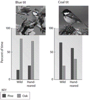 <strong> Alexander Erdbeer/Shutterstock.com (left); Vetapi/Shutterstock.com (right) What does the figure illustrate?</strong> A)Habitat preference in Blue Tits is learned but in Coal Tits it is innate. B)Habitat preference in both Blue Tits and Coal Tits is innate. C)Habitat preference in both Blue Tits and Coal Tits is learned. D)Blue Tits instinctively prefer pine trees while Coal Tits instinctively prefer oak trees.