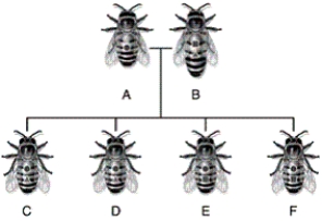 -In the figure, what percentage of its total genome does bee A donate to its offspring?