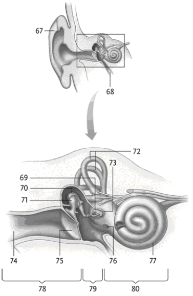 -In the figure, which number identifies the tympanic membrane?