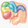 <strong>In the illustration, given the shaded region, where would the primary motor area be located if it were activated? </strong> A)in the frontal lobe B)in the cerebellum C)in the temporal lobe D)in the parietal lobe