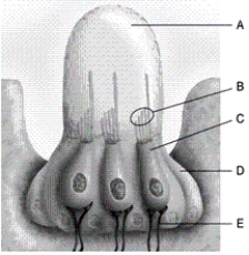 Identify each lettered part of the neuromast shown. -sensory hair cell