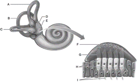 Identify each lettered part of the vestibular apparatus shown. -anterior semicircular canal