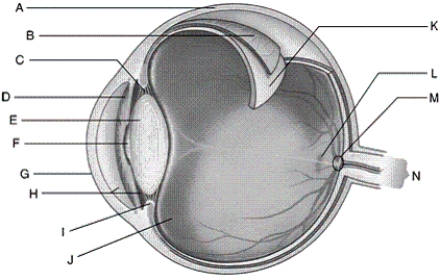 Identify each lettered part of the human eye shown. -ciliary body