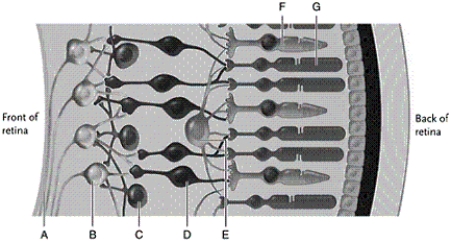 Identify each lettered cell in the human eye shown. -amacrine cell