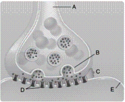 -When comparing electrical synapses and chemical synapses in the figure, what structures are found only in electrical synapses?