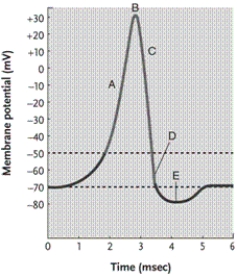 -In the action potential diagram, at what point are Na<sup>+</sup> inactivation gates opening and K<sup>+</sup> activation gates closing?