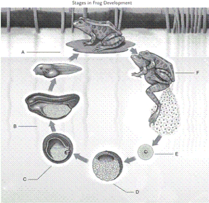 Identify each labelled part of the illustration. -gastrulation