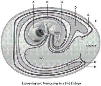 Identify each labelled part of the illustration.   -yolk sac