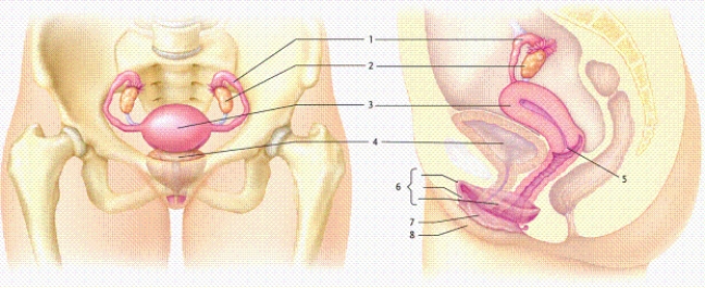 -In the figure, which numbers refer to the structures included in the vulva?