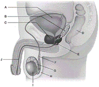 Identify each labelled part of the illustration. -bulbourethral gland