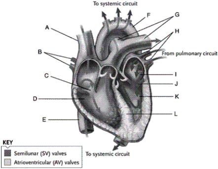   -aorta