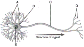   -In the diagram of a neuron, what is part D?