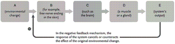 -In the figure, how would you identify negative feedback component B?
