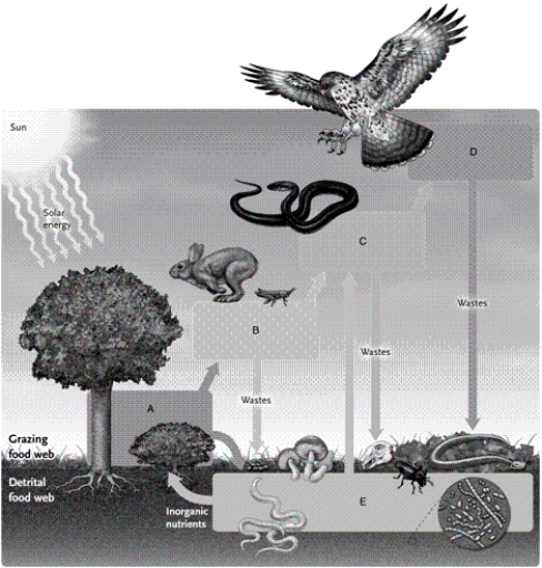 Match the term that corresponds to the appropriate lettered box in the image. -detritivores and decomposers