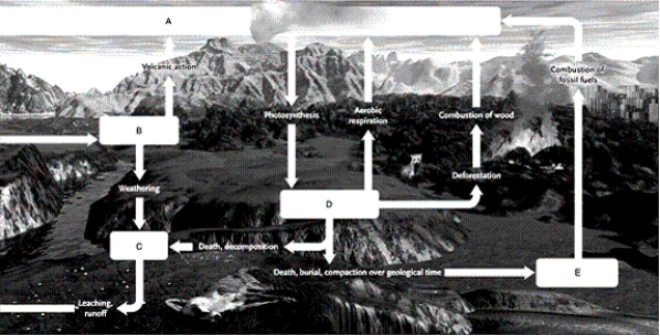 Match the term that corresponds to the appropriate lettered box in the image. -terrestrial food webs