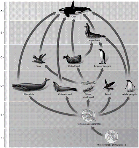 Use the terms in the list to identify each lettered portion of the food web. -quaternary consumers