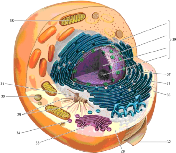 In this drawing of a eukaryotic animal cell, identify the cellular structures indicated. -attached ribosomes