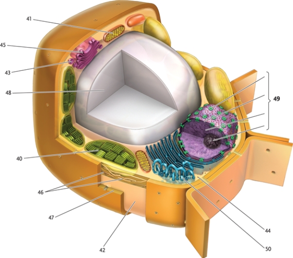 In this drawing of a eukaryotic plant cell, identify the cellular structures indicated. -chloroplast