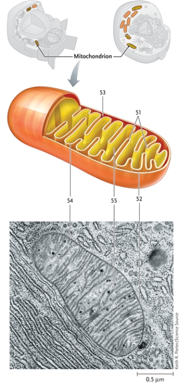 In this drawing of a mitochondrion, identify the structures indicated. -intermembrane compartment