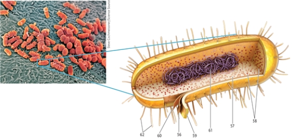 In this drawing of a prokaryotic cell, identify the cellular structures indicated. -plasma membrane
