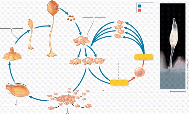 <strong> In the figure, which label identifies the structure that is the fruiting body?</strong> A)label A B)label B C)label C D)label E