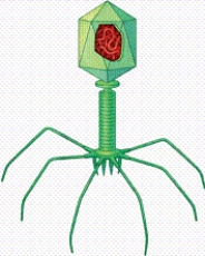 <strong> In the figure, which number identifies the viral genome?</strong> A)2 B)3 C)4 D)5