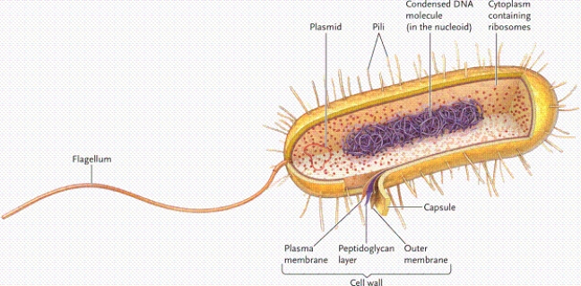 <strong> In the figure of a bacterial cell, which type of cell is represented?</strong> A)a Gram-positive bacterium B)any prokaryotic cell C)an archaeal cell D)a Gram-negative bacterium