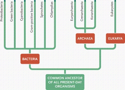 <strong> In the figure of a phylogenetic tree, which branch identifies a kingdom?</strong> A)branch B B)branch C C)branch D D)branch E
