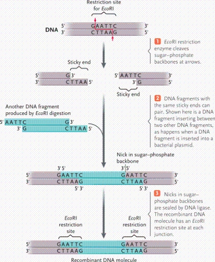 <strong> According to the table, which enzyme was used to digest a DNA fragment that results in the following sequence? AATTC---------G G---------CTTAA</strong> A)EcoRI B)ClaI C)BamHI D)HindIII