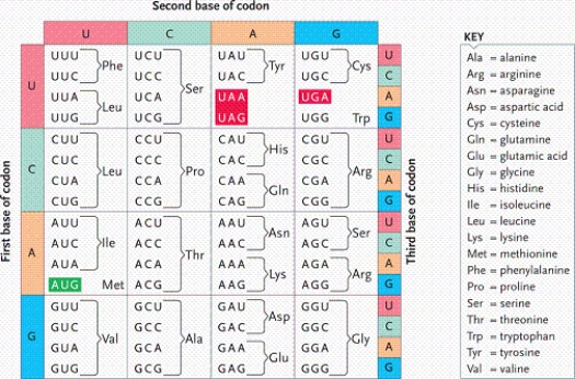 <strong> Suppose that an mRNA molecule is made complementary to this DNA sequence: 3'-CTTACATGGCATCC-5'. In the genetic code table, the incorporation of which amino acid in the polypeptide is directed by the third codon (counting the start codon as the first codon)?</strong> A)serine B)histidine C)threonine D)cysteine