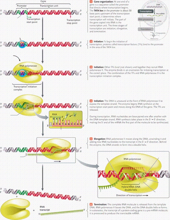 <strong> In the figure of transcription, what is the name of item A?</strong> A)reverse transcriptase B)spliceosome C)RNA polymerase D)primase