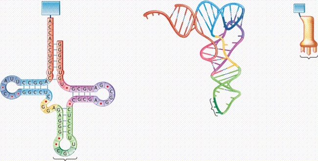 <strong> Some tRNAs have the ability to pair with different codons due to imprecise base pairing with the third base in the codon. How is this ability described?</strong> A)by degeneracy B)by exon shuffling C)by the wobble hypothesis D)by alternative splicing