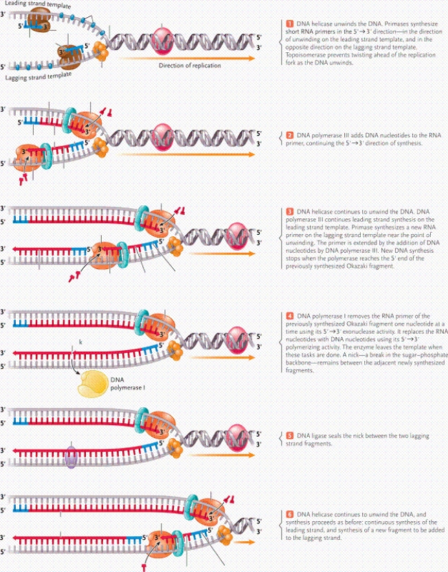 <strong> In the figure, what does the structure labelled C represent?</strong> A)helicase B)single-stranded binding protein C)primase D)DNA ligase