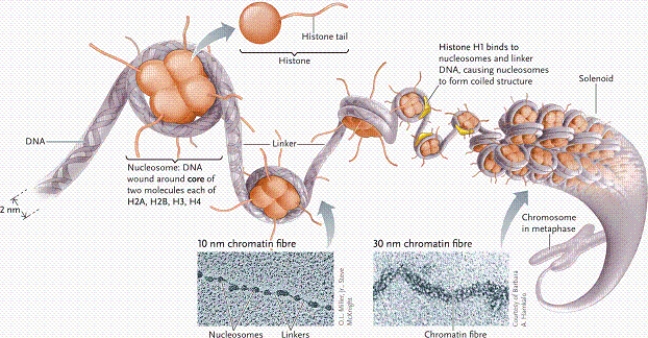 <strong> Why do prokaryotic genomes not require telomerases?</strong> A)because they are circular B)because they contain fewer genes C)because they are small D)because they are relatively simple