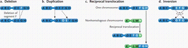 <strong> In the figure, what type of change in the chromosomes is depicted?</strong> A)a reciprocal translocation B)a duplication C)an inversion D)a deletion