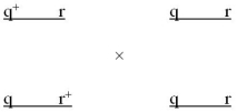 <strong>In a species of Drosophila,genes q and r are found on the same chromosome 20 centimorgans apart.A cross was made between the following individuals: What proportion of the offspring would you expect to have the wild-type phenotype?</strong> A)0.10 B)0.20 C)0.40 D)0.80 E)None of these