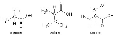 Construct a polypeptide consisting of alanine, valine, and serine. Circle the peptide bonds. The structures of the amino acids (prior to linkage)are shown below: