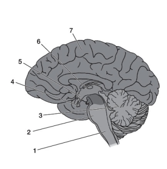 Use the following to answer questions: Refer to the diagram below. -Which brain region (indicated by the numbers) is paired incorrectly with its brain function?