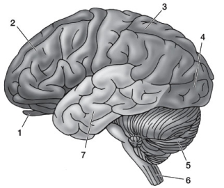 Use the following to answer questions: Refer to the diagram below. -Which brain region (indicated by the numbers) is paired incorrectly with the region of the embryonic brain from which it originates?