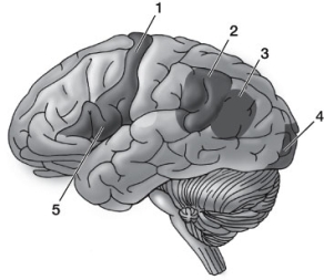Refer to the diagram below. Which of the following represents the correct sequence of participation of left cerebral cortex areas in the process of reading a written word aloud?