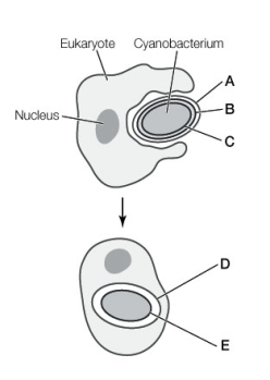 Use the following to answer questions : Refer to the diagram below. -Which letter(s) point(s) to the cyanobacterium outer membrane?