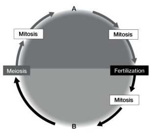 Use the following to answer questions: Refer to the diagram below, showing alternation of generations. -Which is the haploid generation, A or B?