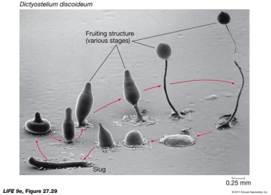 Using the figure below and your knowledge of the slime mold Dictyostelium, what might you think is the signal to change from a feeding slug to the other stages?  