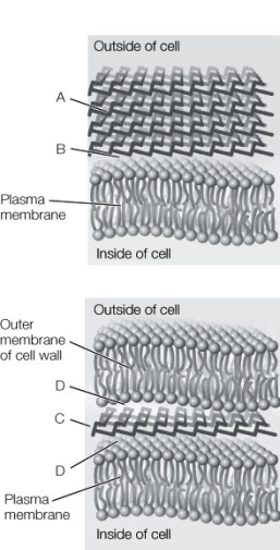 Use the following to answer questions: Refer to the diagrams below, showing sections through the cell wall of Gram-positive and Gram-negative bacteria. -Which of the labeled areas (A, B, C, D) picks up the counterstain during the Gram-staining procedure?