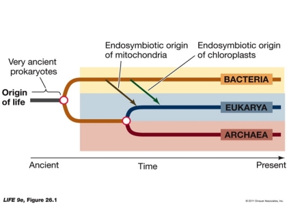 The phylogenetic tree shown below  